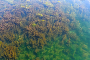 金属元素对藻类生物的影响及其高光谱监测