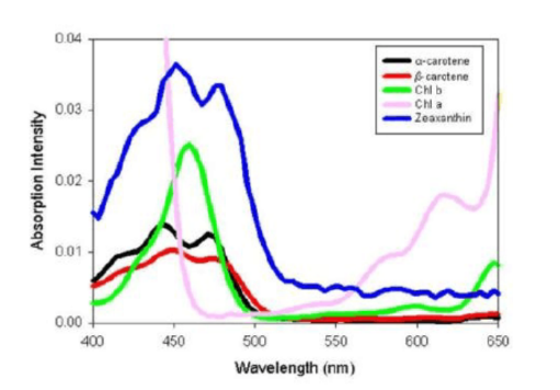 叶色素的相对光谱吸收特征