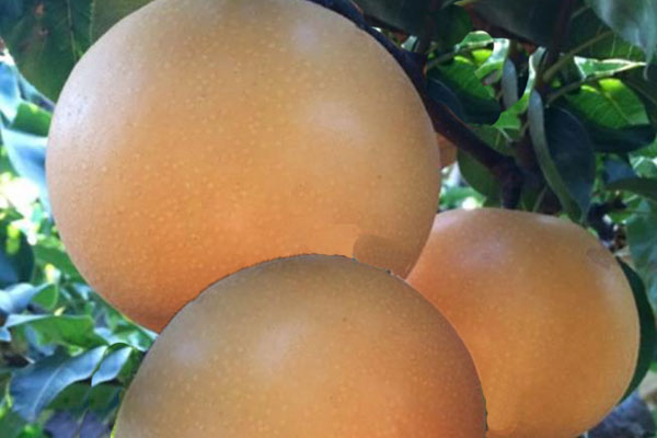 高光谱成像仪用于水果内外品质快速无损检测