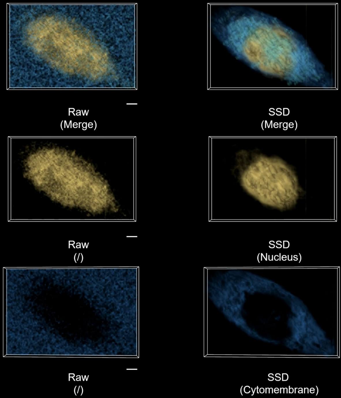 湖大团队在拉曼高光谱成像领域取得重要进展